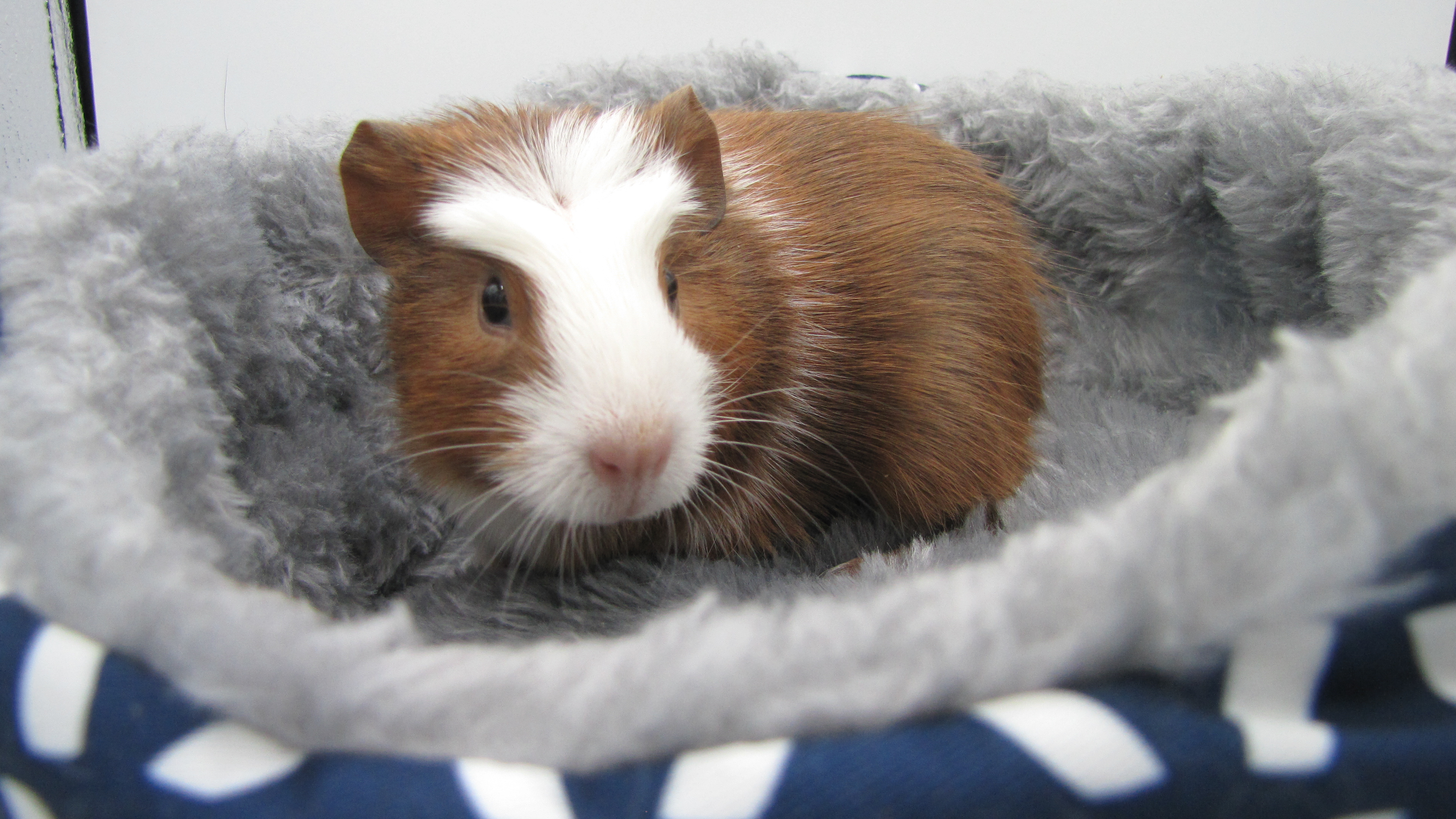Enlarge Juliette, a Adopted Guinea Pig in Warren, MI image 2/4