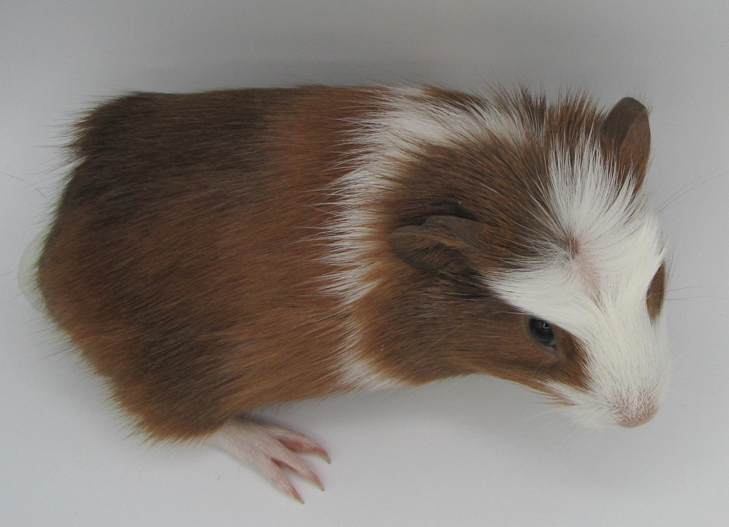 Enlarge Juliette, a Adopted Guinea Pig in Warren, MI image 4/4