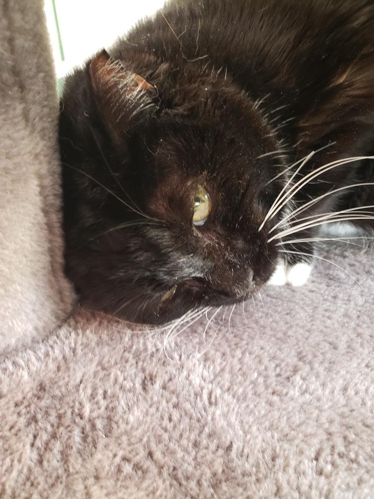 Nola, a ADOPTABLE Domestic Short Hair in Tombstone, AZ image 2/2