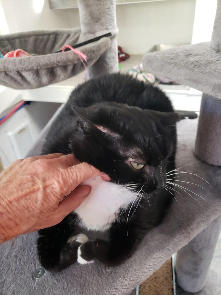 Nola, a ADOPTABLE Domestic Short Hair in Tombstone, AZ image 1/2