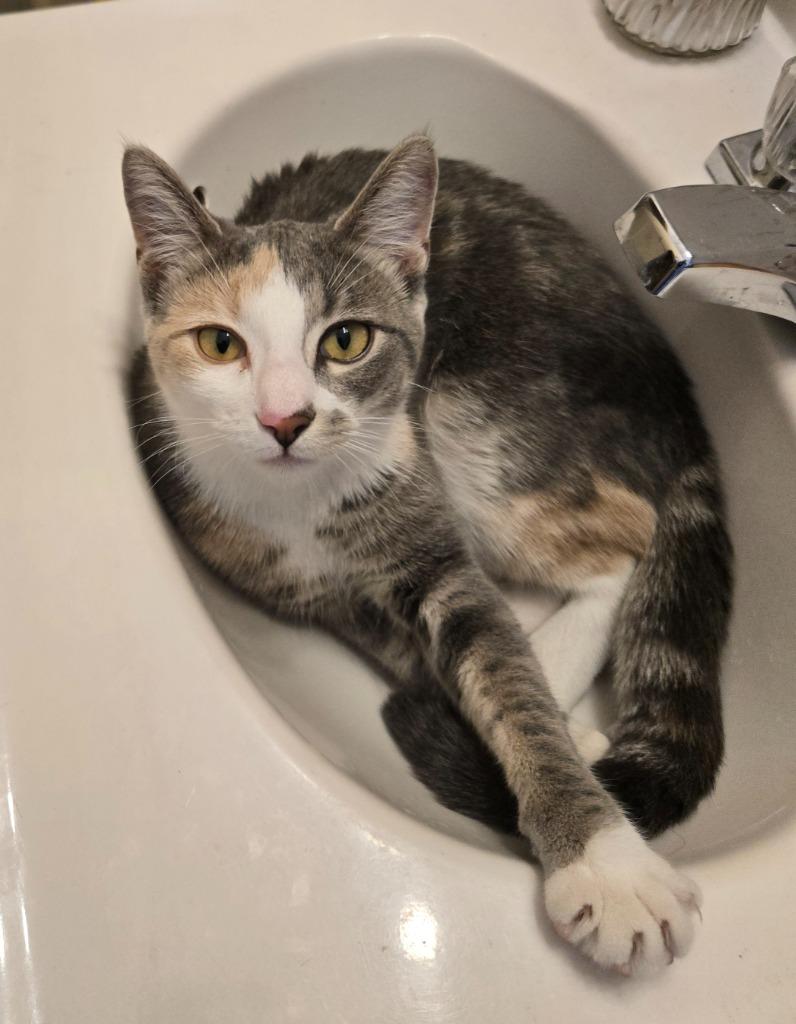Enlarge Peaches (FIV+) / Timida, a Adoptable mixed breed in Minneapolis, MN image 3/6