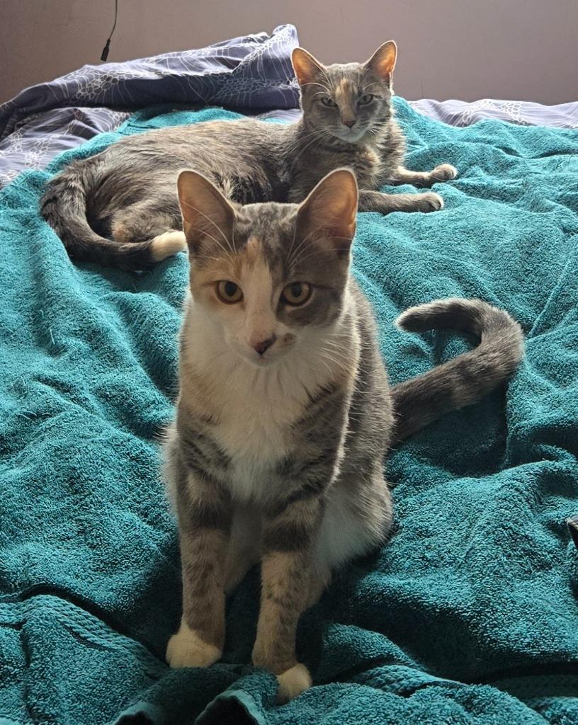 Peaches (FIV+) / Timida, Adoptable, Young Female Domestic Short Hair.