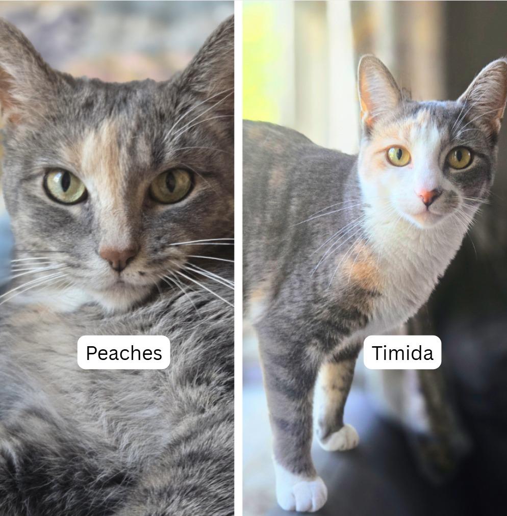 Enlarge Peaches (FIV+) / Timida, a Adoptable mixed breed in Minneapolis, MN image 2/6