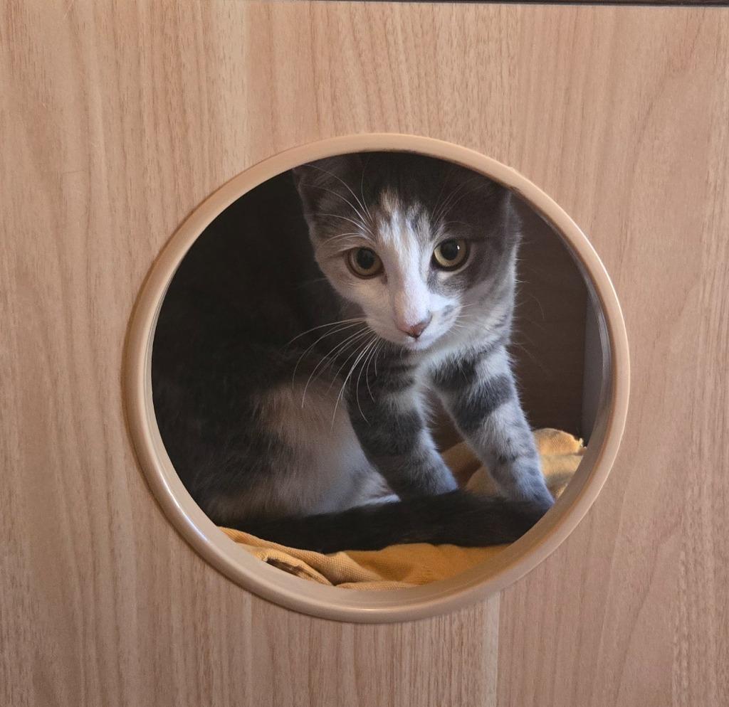 Enlarge Peaches (FIV+) / Timida, a Adoptable mixed breed in Minneapolis, MN image 4/6