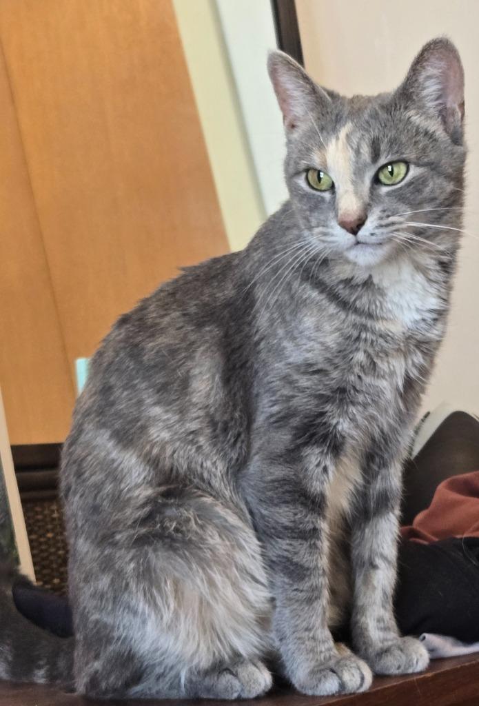 Enlarge Peaches (FIV+) / Timida, a Adoptable mixed breed in Minneapolis, MN image 5/6