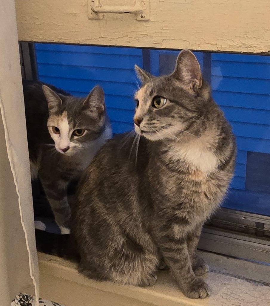 Enlarge Peaches (FIV+) / Timida, a Adoptable mixed breed in Minneapolis, MN image 6/6
