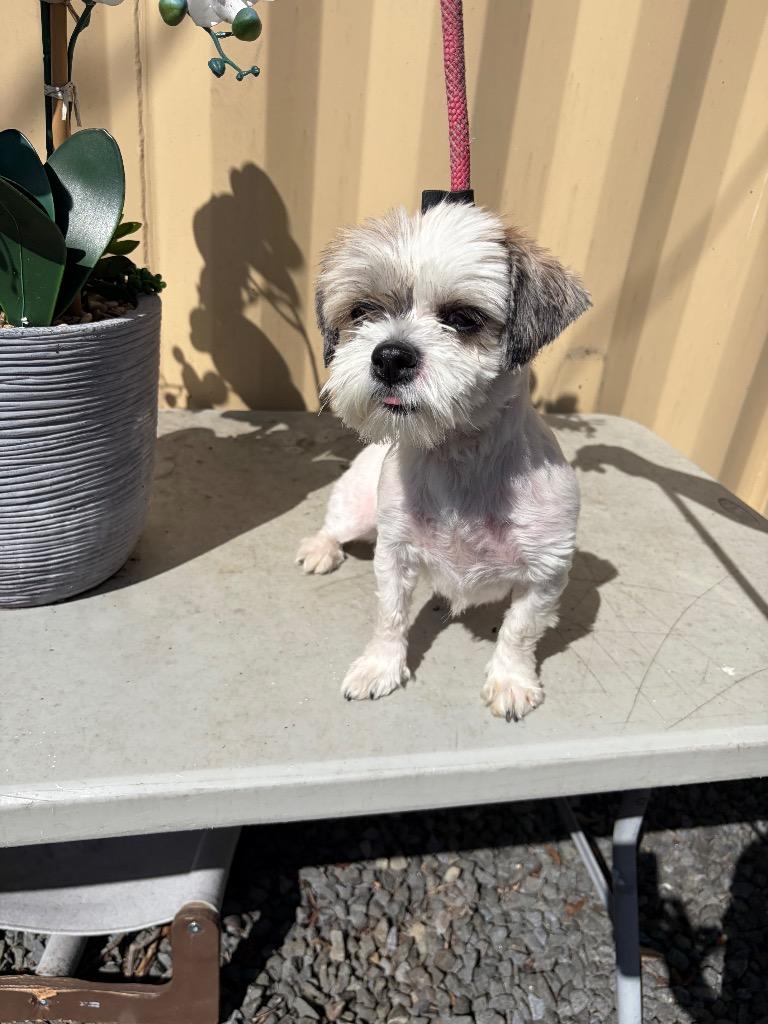 Jojo, Adoptable, Puppy Female Shih Tzu & Mixed Breed.