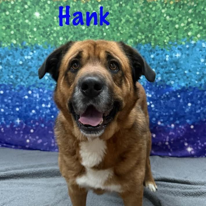 Hank, a Adoptable mixed breed in Albany, NY image 1/6