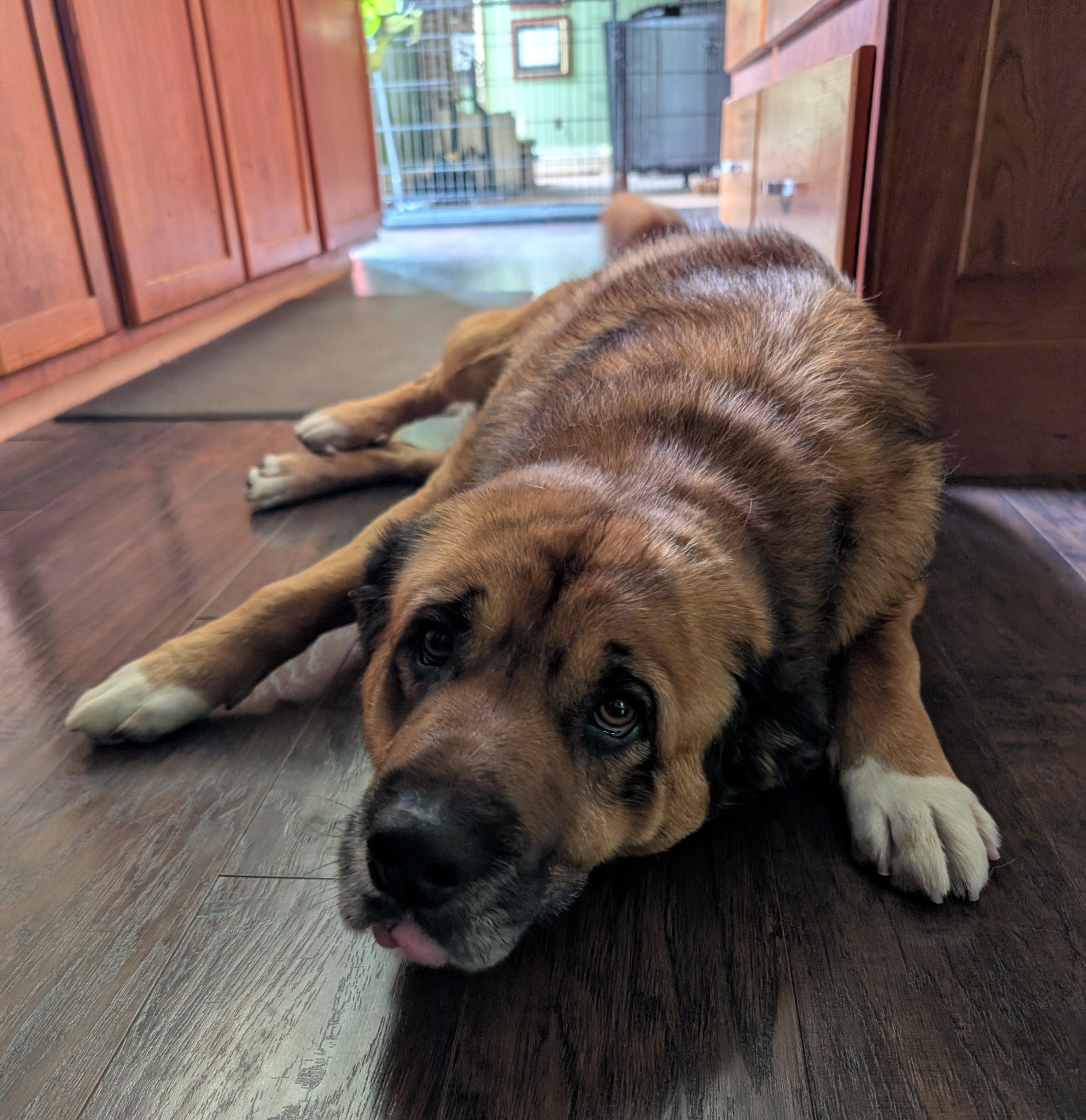Hank, a Adoptable mixed breed in Albany, NY image 3/6