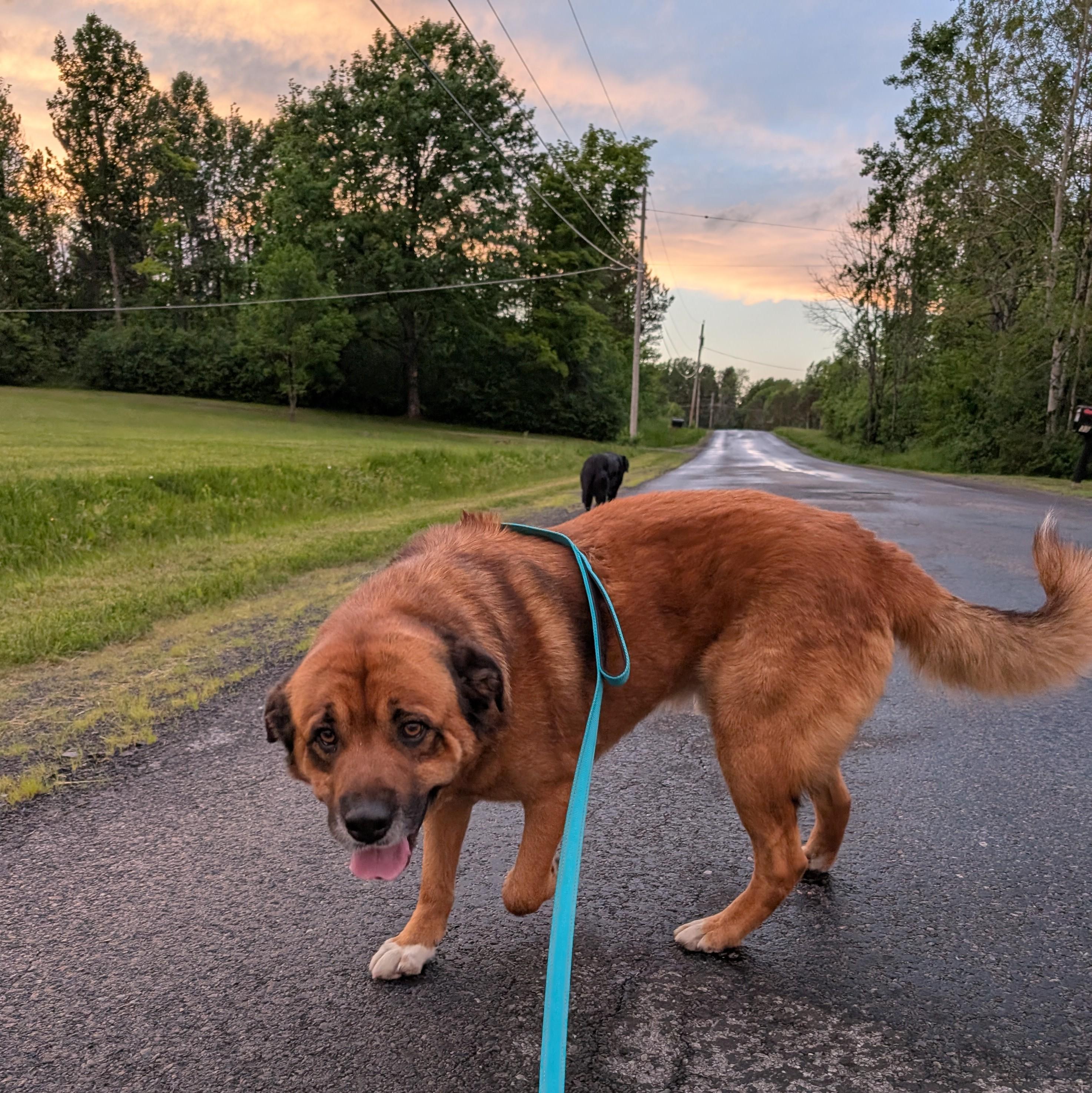 Hank, a Adoptable mixed breed in Albany, NY image 2/6