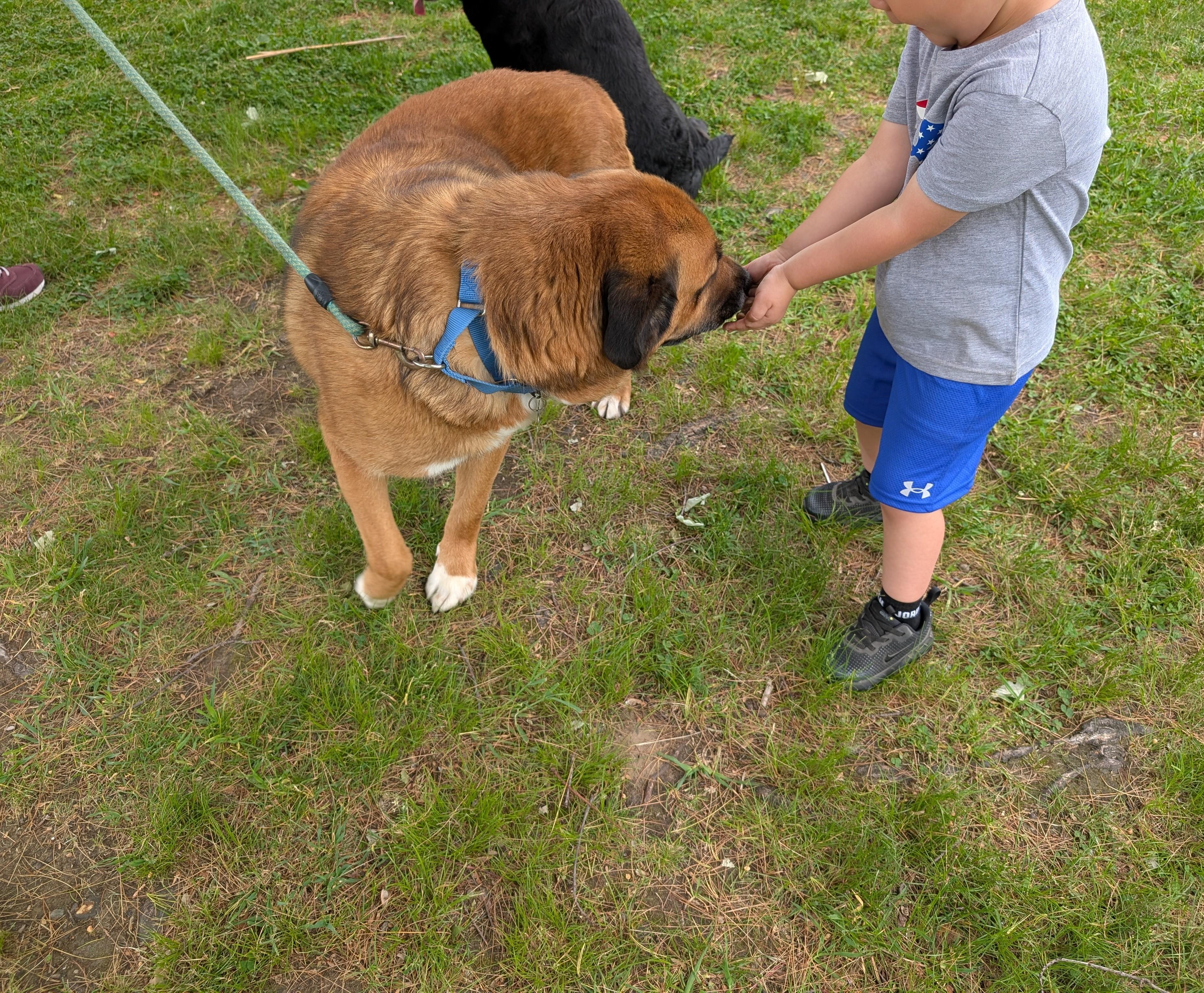Hank, a Adoptable mixed breed in Albany, NY image 4/6
