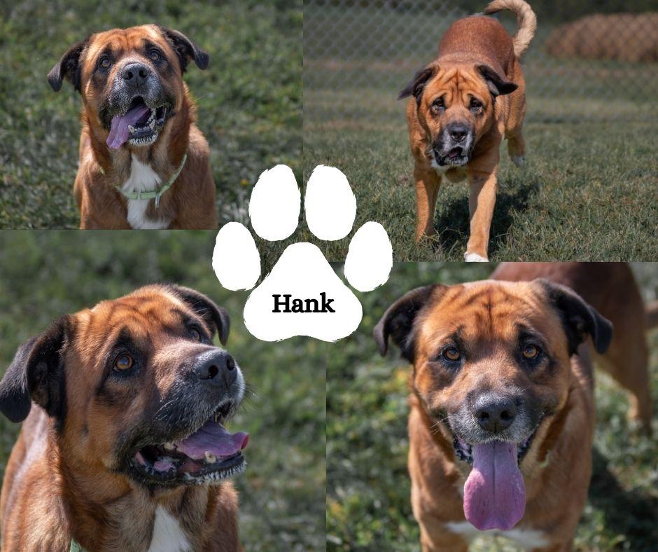 Hank, a Adoptable mixed breed in Albany, NY image 6/6