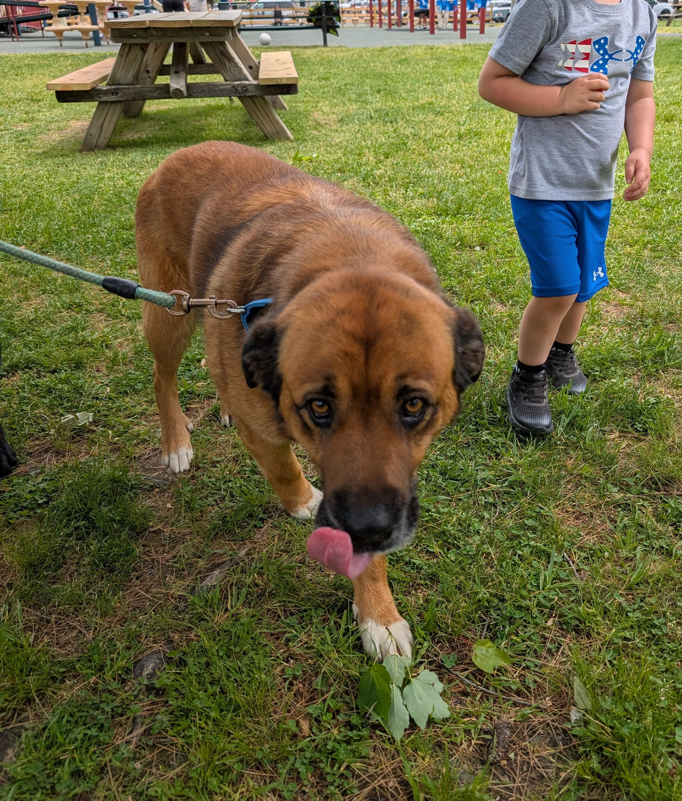 Hank, a Adoptable mixed breed in Albany, NY image 5/6