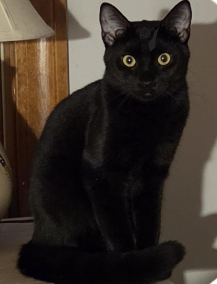 Juno young, Adoptable, Young Male Domestic Short Hair.
