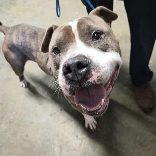 Enlarge Arugula, a Adoptable Pit Bull Terrier in LaGrange, GA image 1/1