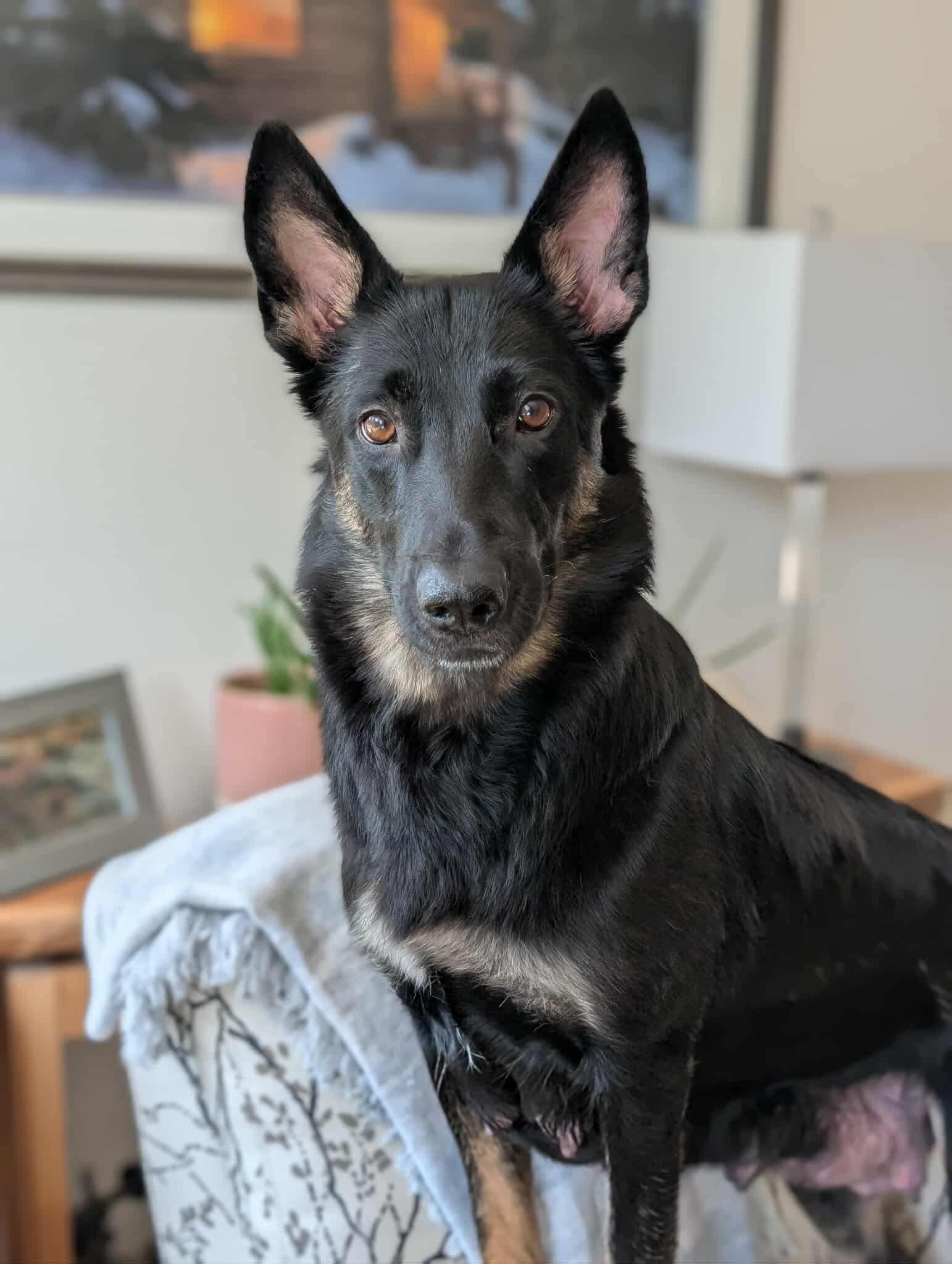 Fancy, Adoptable, Adult Female Cattle Dog & German Shepherd Dog.