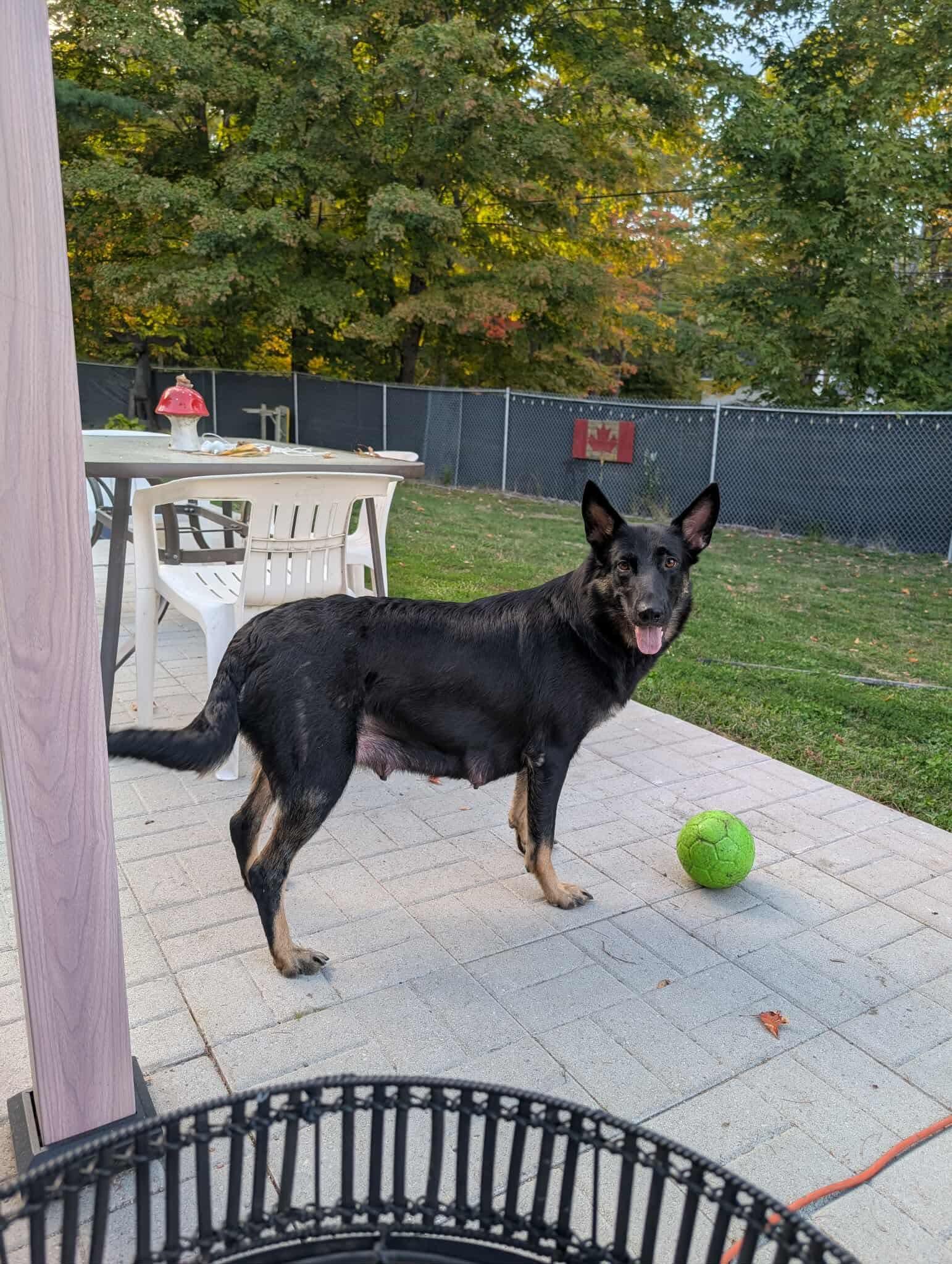 Fancy, a Adoptable mixed breed in Hawkestone, ON image 2/3