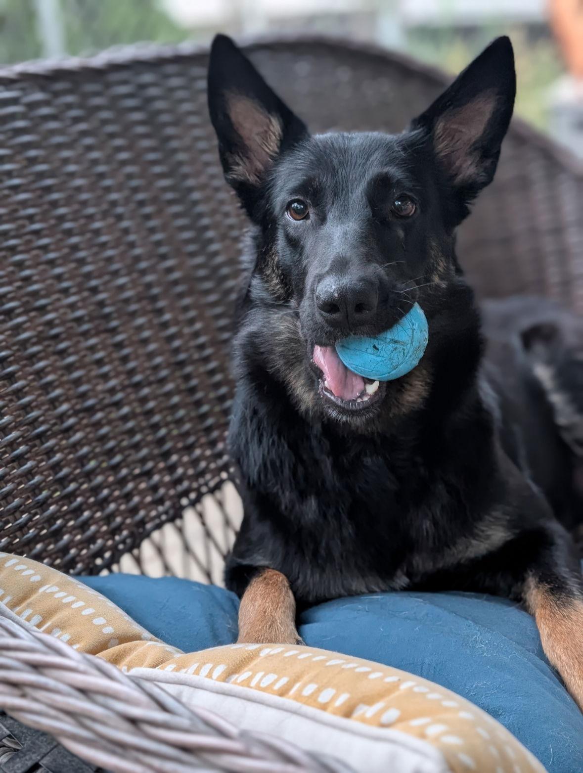 Fancy, a Adoptable mixed breed in Hawkestone, ON image 3/3