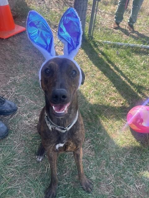 Enlarge Grace, a ADOPTABLE mixed breed in Augusta, WV image 5/5