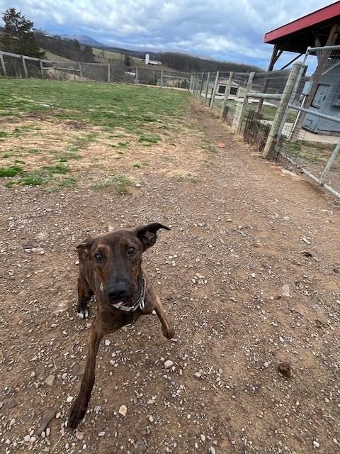 Enlarge Grace, a ADOPTABLE mixed breed in Augusta, WV image 3/5