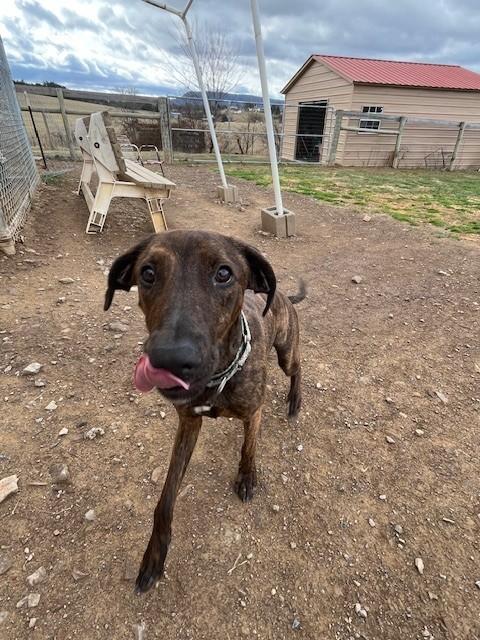 Enlarge Grace, a ADOPTABLE mixed breed in Augusta, WV image 4/5