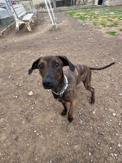 Enlarge Grace, a ADOPTABLE mixed breed in Augusta, WV image 2/5