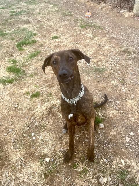 Enlarge Grace, a ADOPTABLE mixed breed in Augusta, WV image 1/5