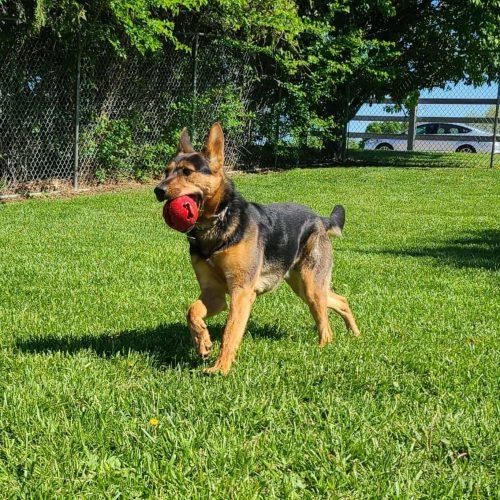 Enlarge Stella, an adopted German Shepherd Dog in Elizabeth, IL image 3/5