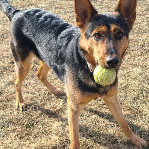 Stella, adopted, Adult Female German Shepherd Dog.