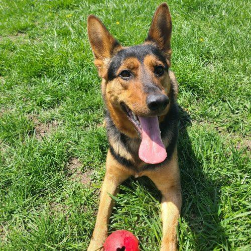Enlarge Stella, an adopted German Shepherd Dog in Elizabeth, IL image 4/5