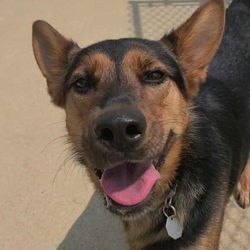Enlarge Stella, an adopted German Shepherd Dog in Elizabeth, IL image 5/5