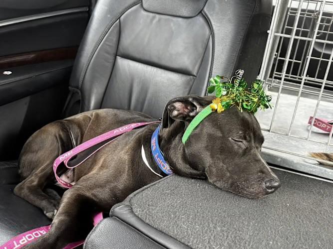 Jackie, a Adoptable mixed breed in Watertown, CT image 2/3