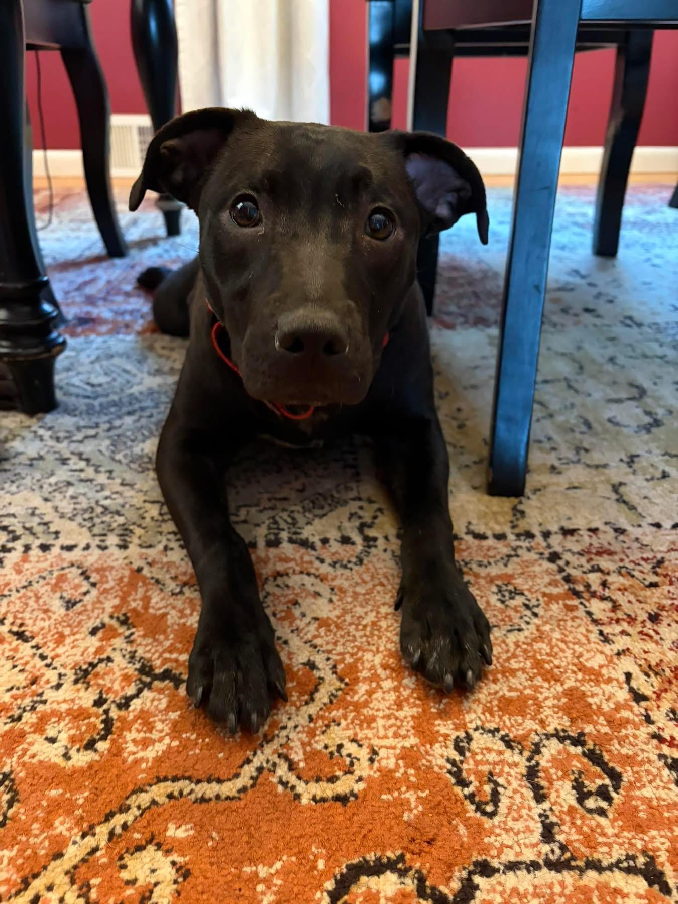 Enlarge Jackie, an adopted mixed breed in Watertown, CT image 1/3