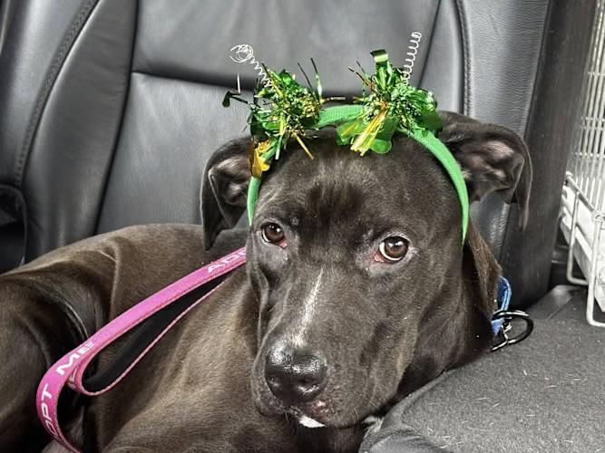 Jackie, Adoptable, Young Female Beagle & Labrador Retriever.