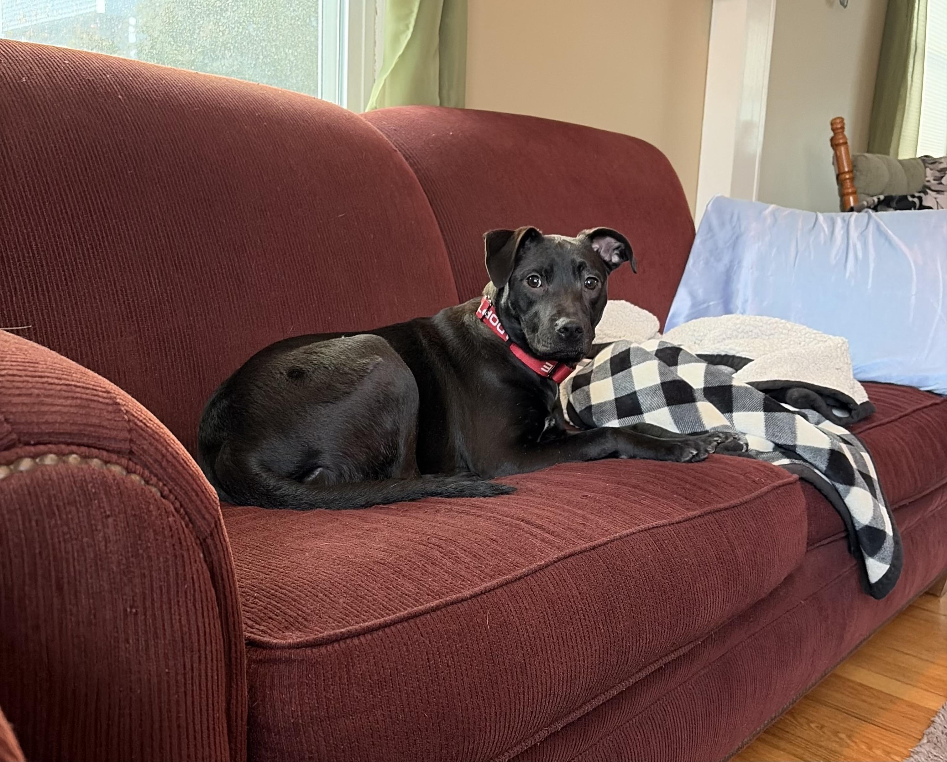 Enlarge Jackie, an adopted mixed breed in Watertown, CT image 3/3