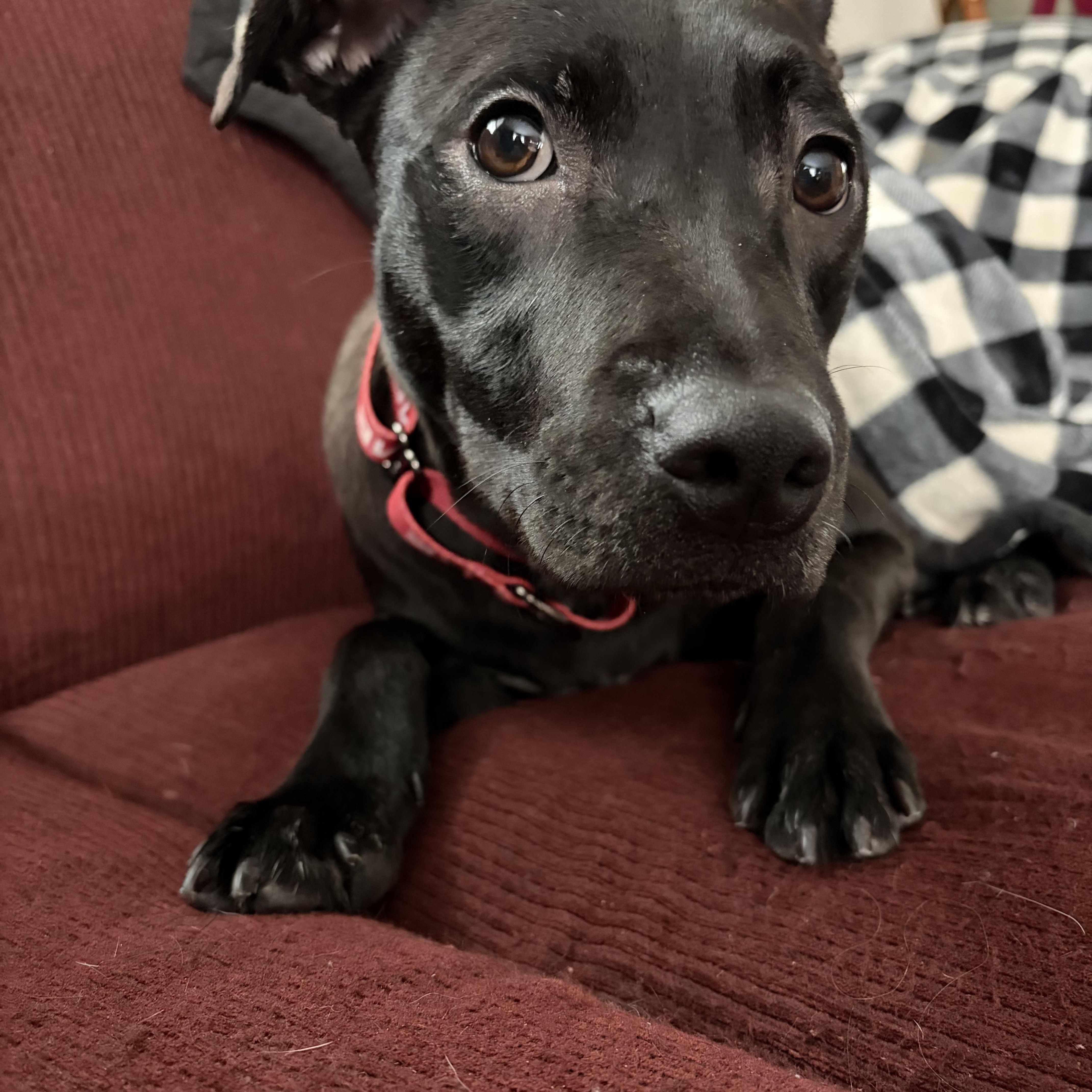 Enlarge Jackie, an adopted mixed breed in Watertown, CT image 2/3