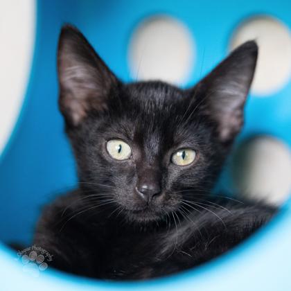 Lunaire, Adoptable, Kitten Female Domestic Short Hair & Domestic Short Hair.