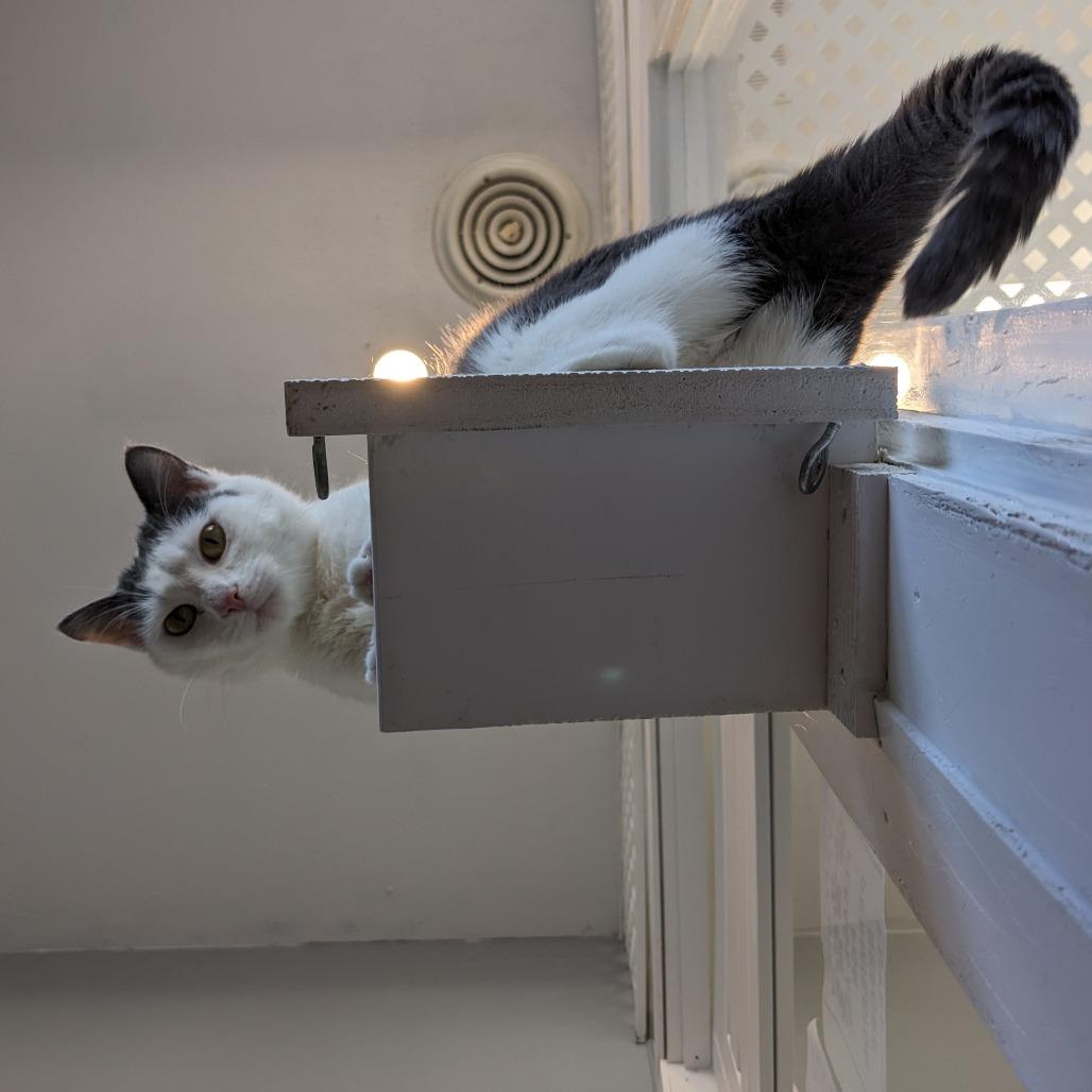 Ace Lr 6, Adoptable, Adult Female Domestic Short Hair.