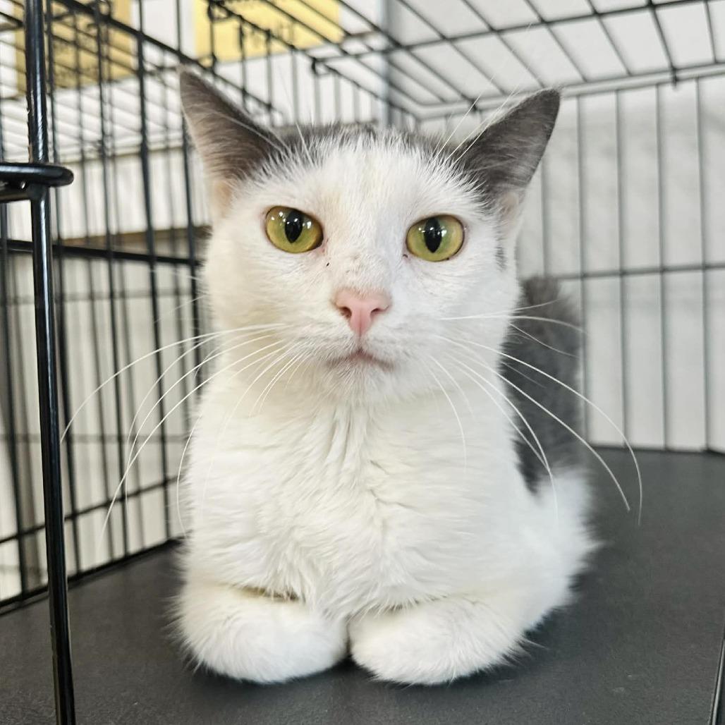 Ace LR 11, Adoptable, Adult Female Domestic Short Hair.