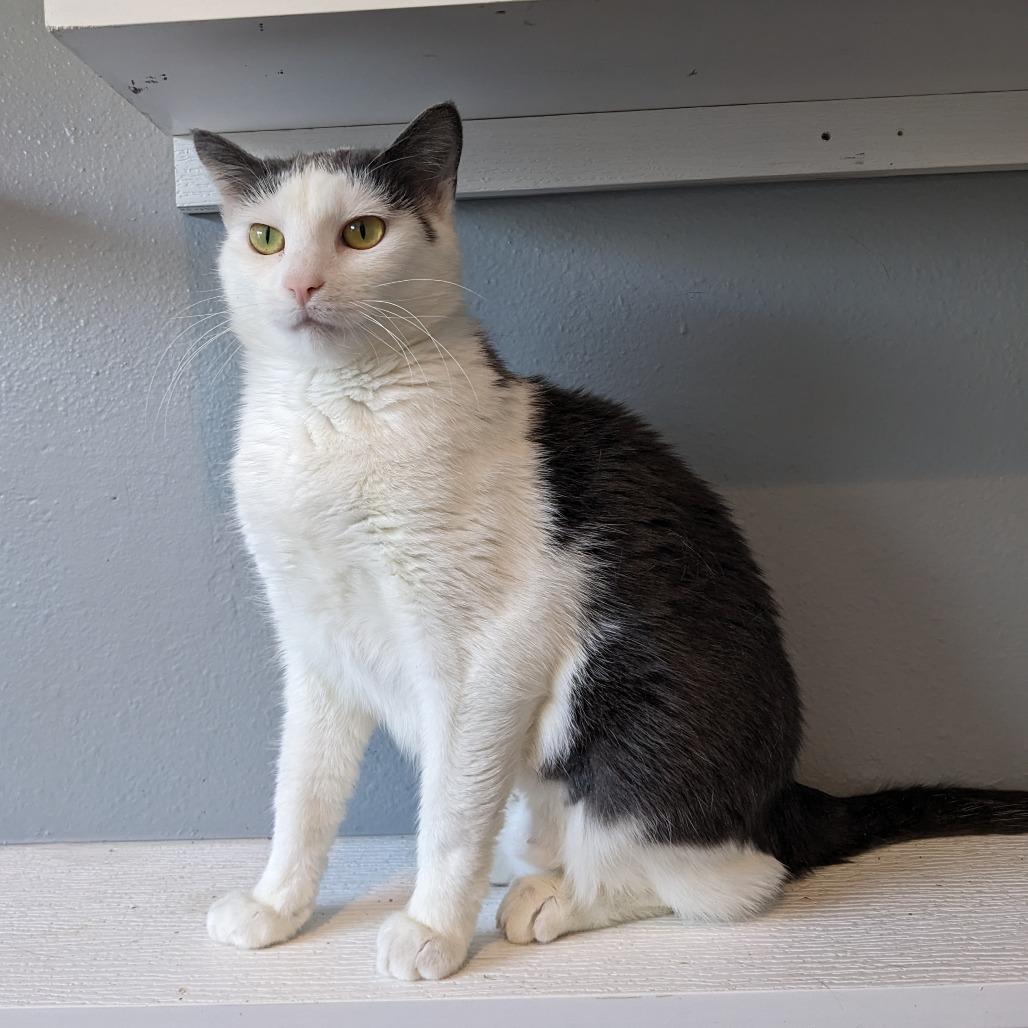 Ace Lr 6, a Adoptable Domestic Short Hair in Union, MO image 3/3