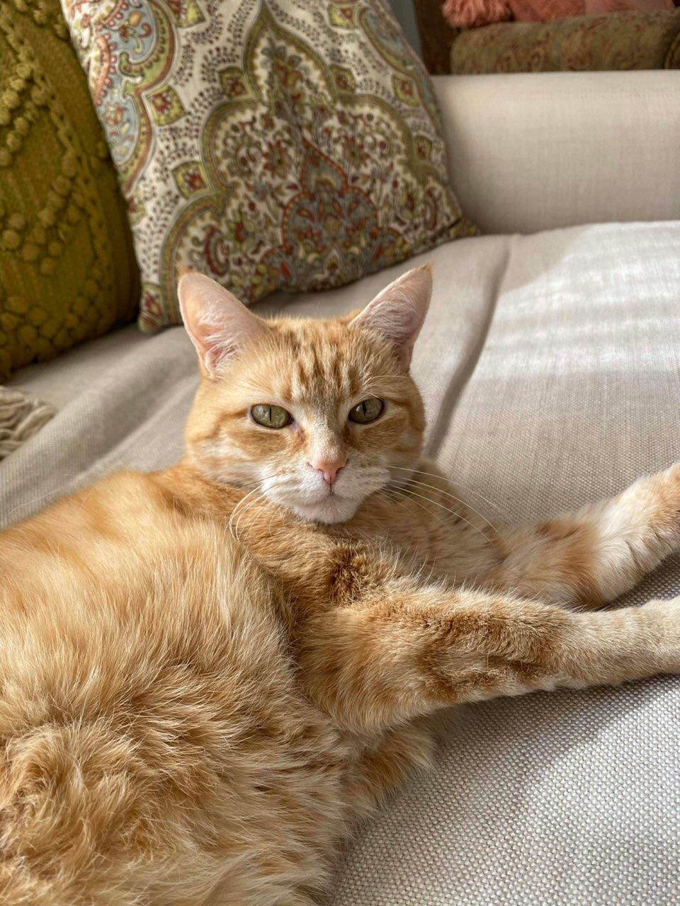 Enlarge Ray, a ADOPTABLE Domestic Short Hair in Lewis Center, OH image 3/4