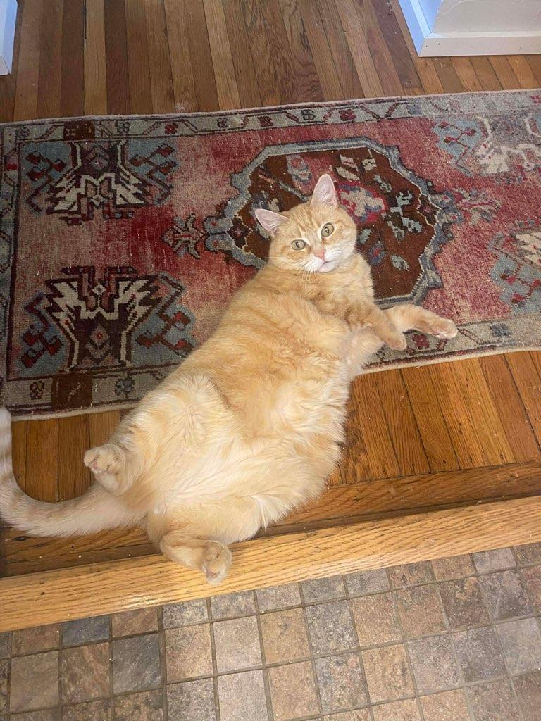 Enlarge Ray, a ADOPTABLE Domestic Short Hair in Lewis Center, OH image 1/4