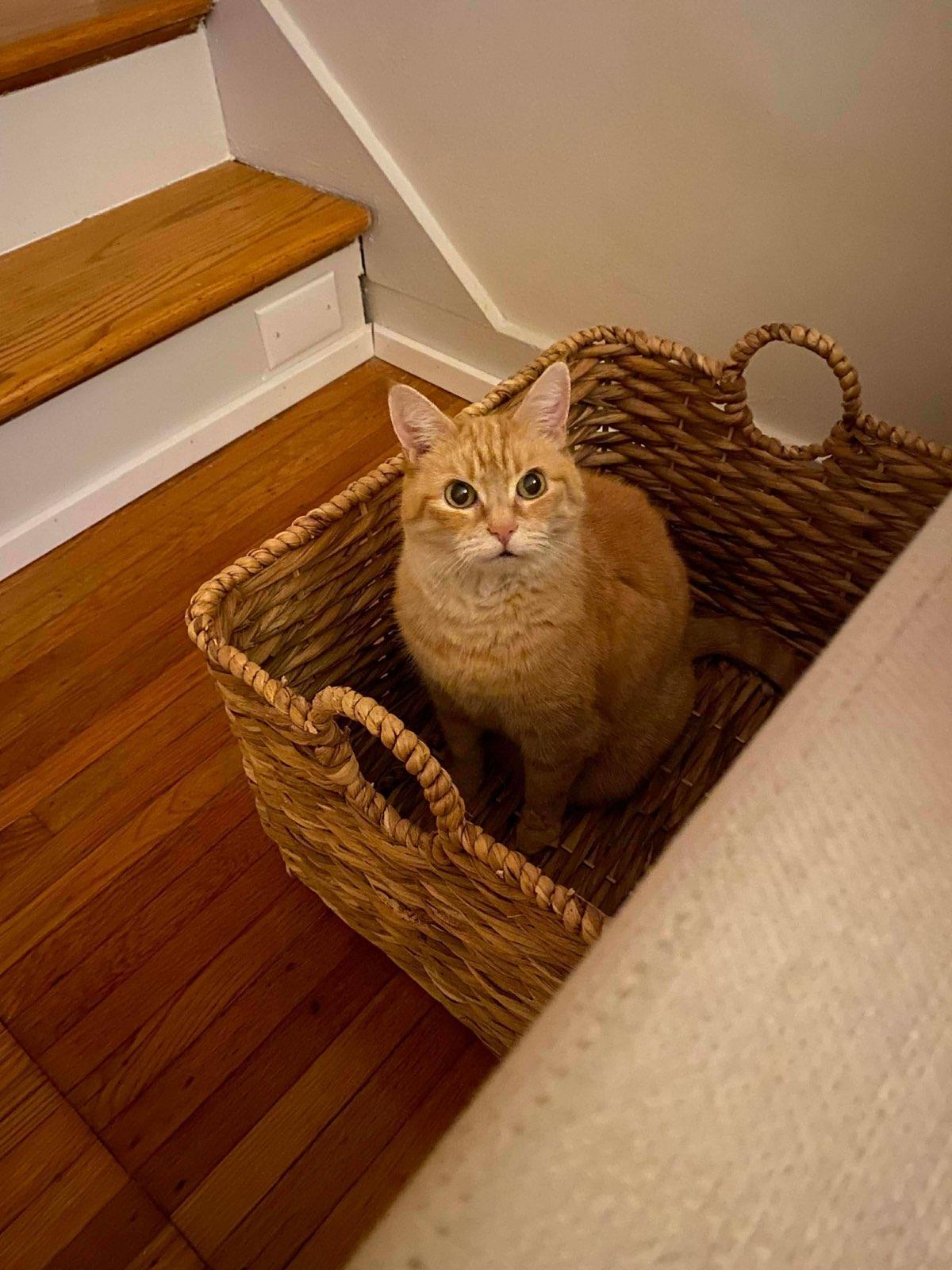 Enlarge Ray, a ADOPTABLE Domestic Short Hair in Lewis Center, OH image 2/4