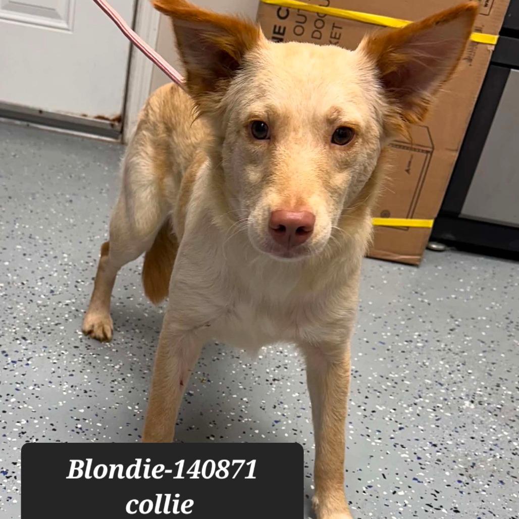 Blondie, Adoptable, Young Female Collie.