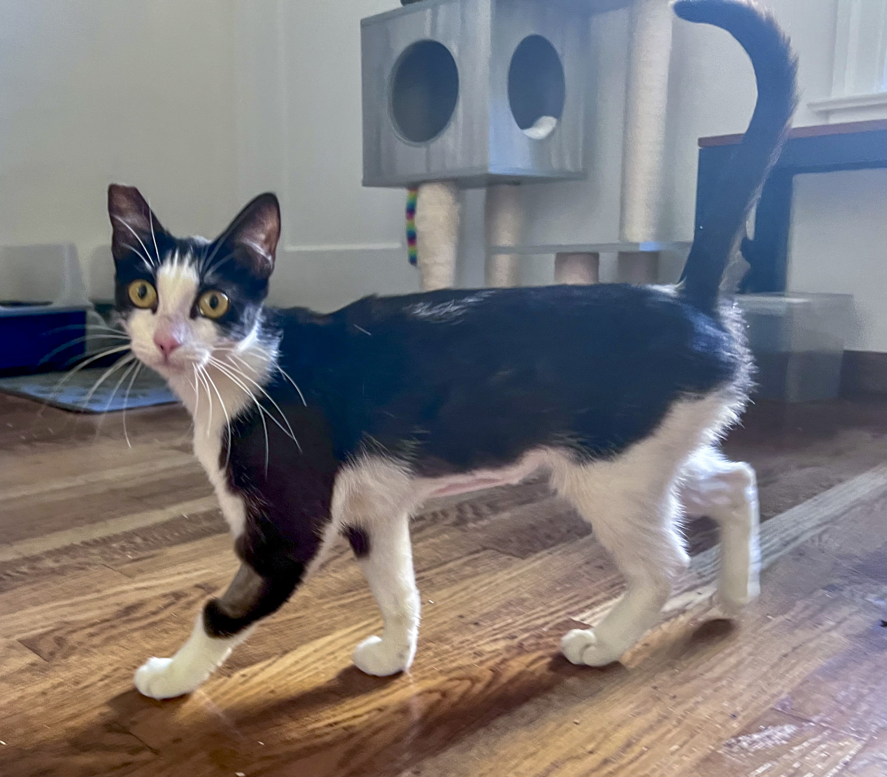 Cricket, Adoptable, Young Female Tuxedo & Domestic Short Hair.