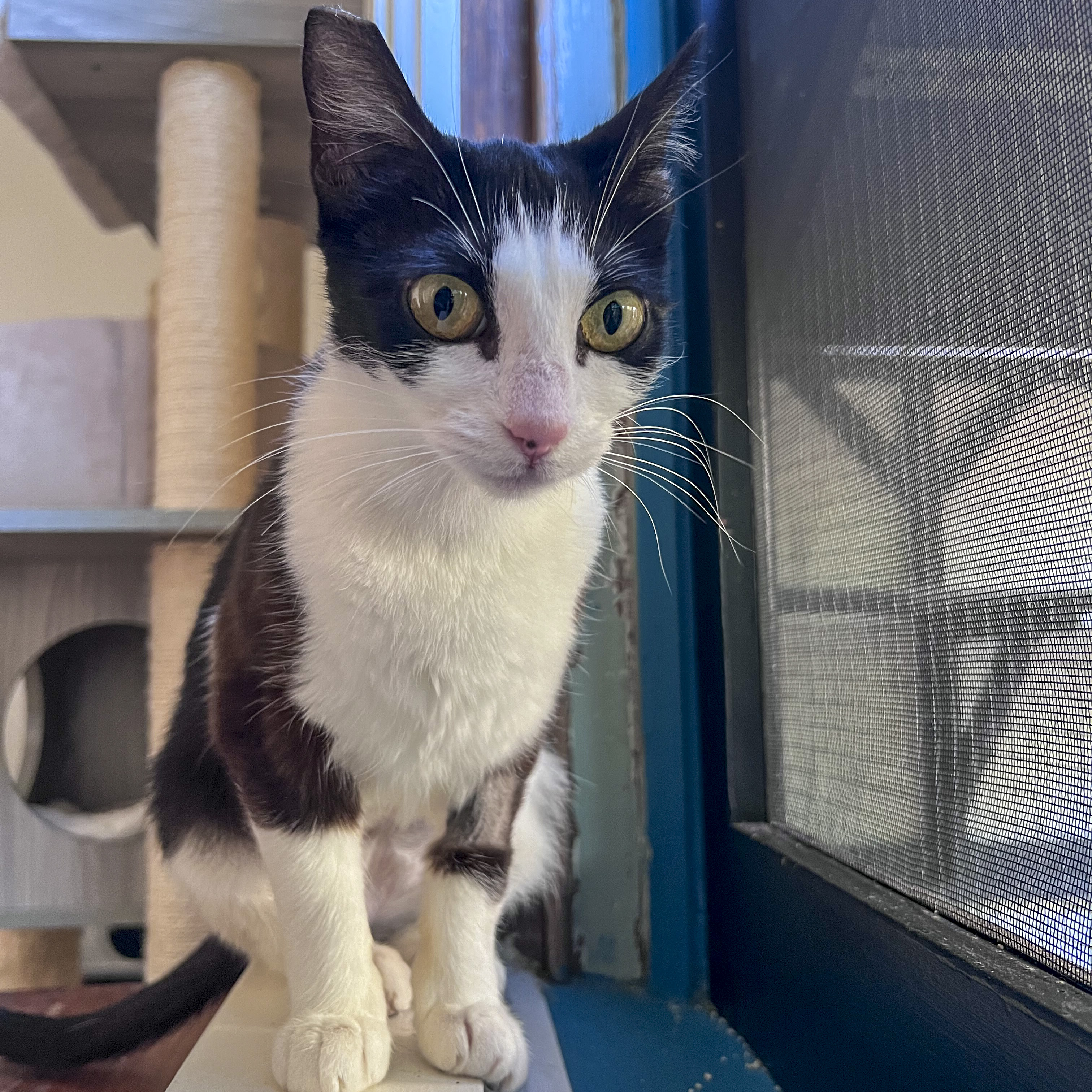 Cricket, a Adoptable mixed breed in Benicia, CA image 6/6