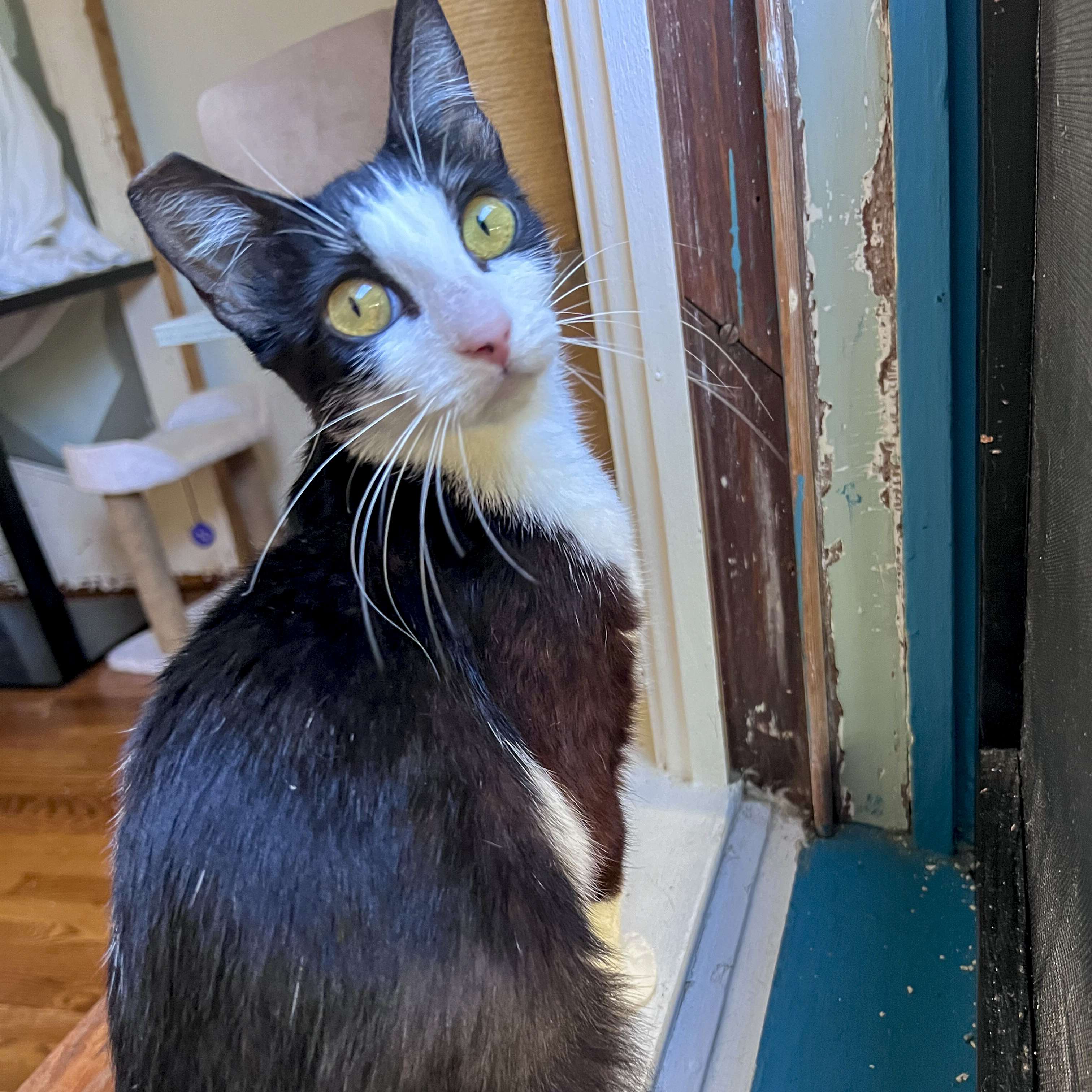 Cricket, a Adoptable mixed breed in Benicia, CA image 5/6