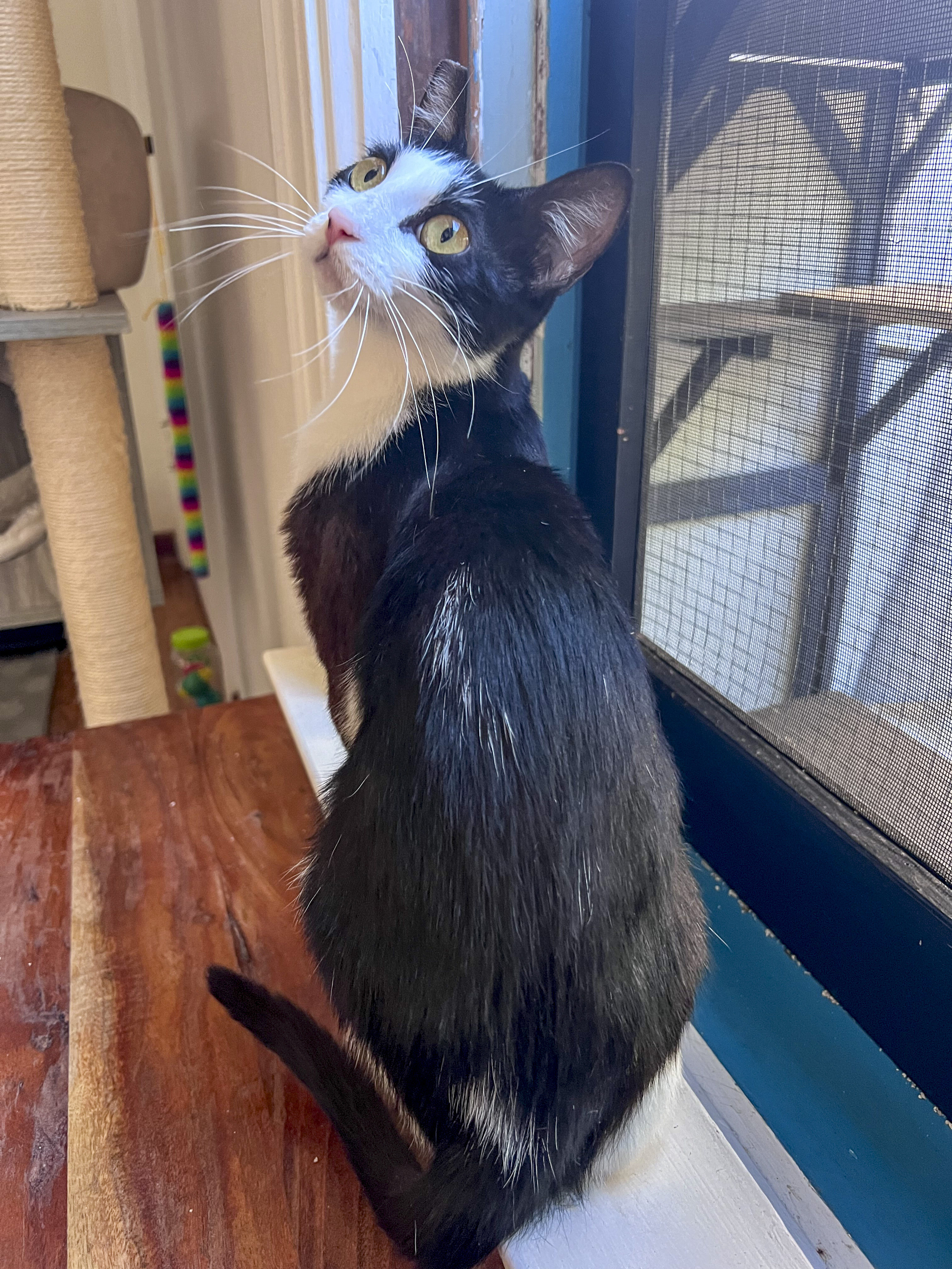 Cricket, a Adoptable mixed breed in Benicia, CA image 4/6