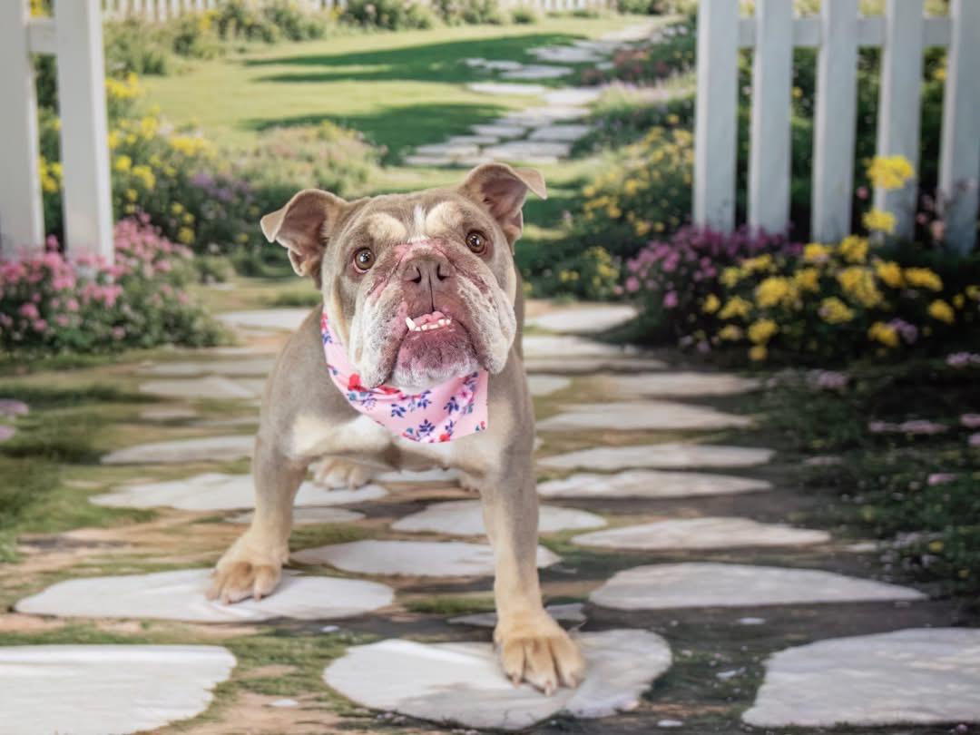 Enlarge Miku, a Adoptable English Bulldog in Mesa, AZ image 1/6