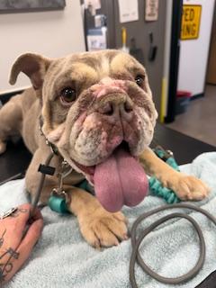 Enlarge Miku, a Adoptable English Bulldog in Mesa, AZ image 2/6